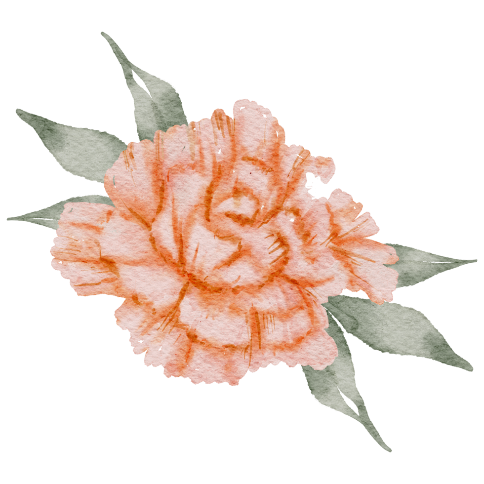 cravo flor aquarela png