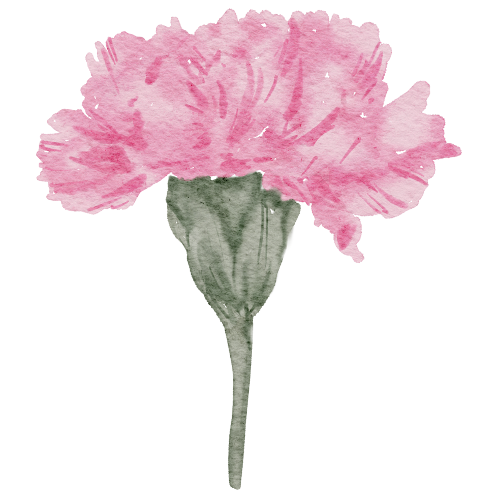 aquarelle de fleur d'oeillet png