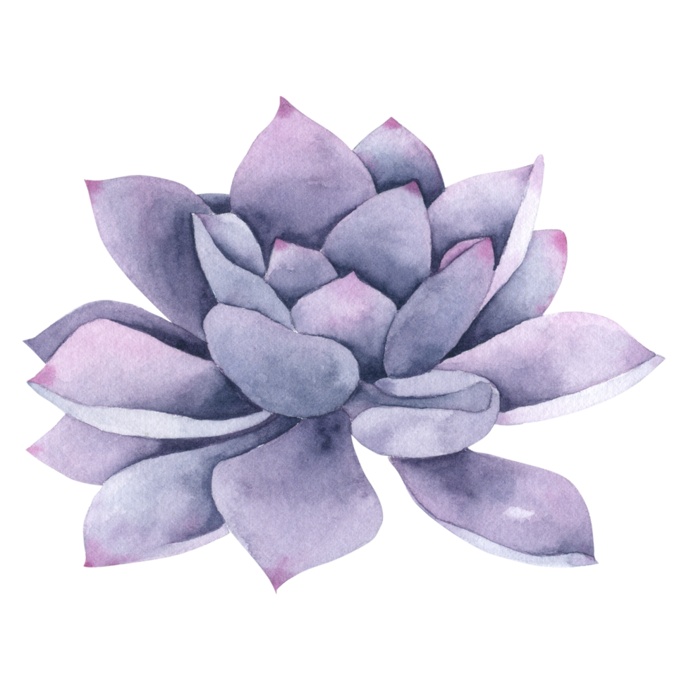 pintura de mano de acuarela de cactus png