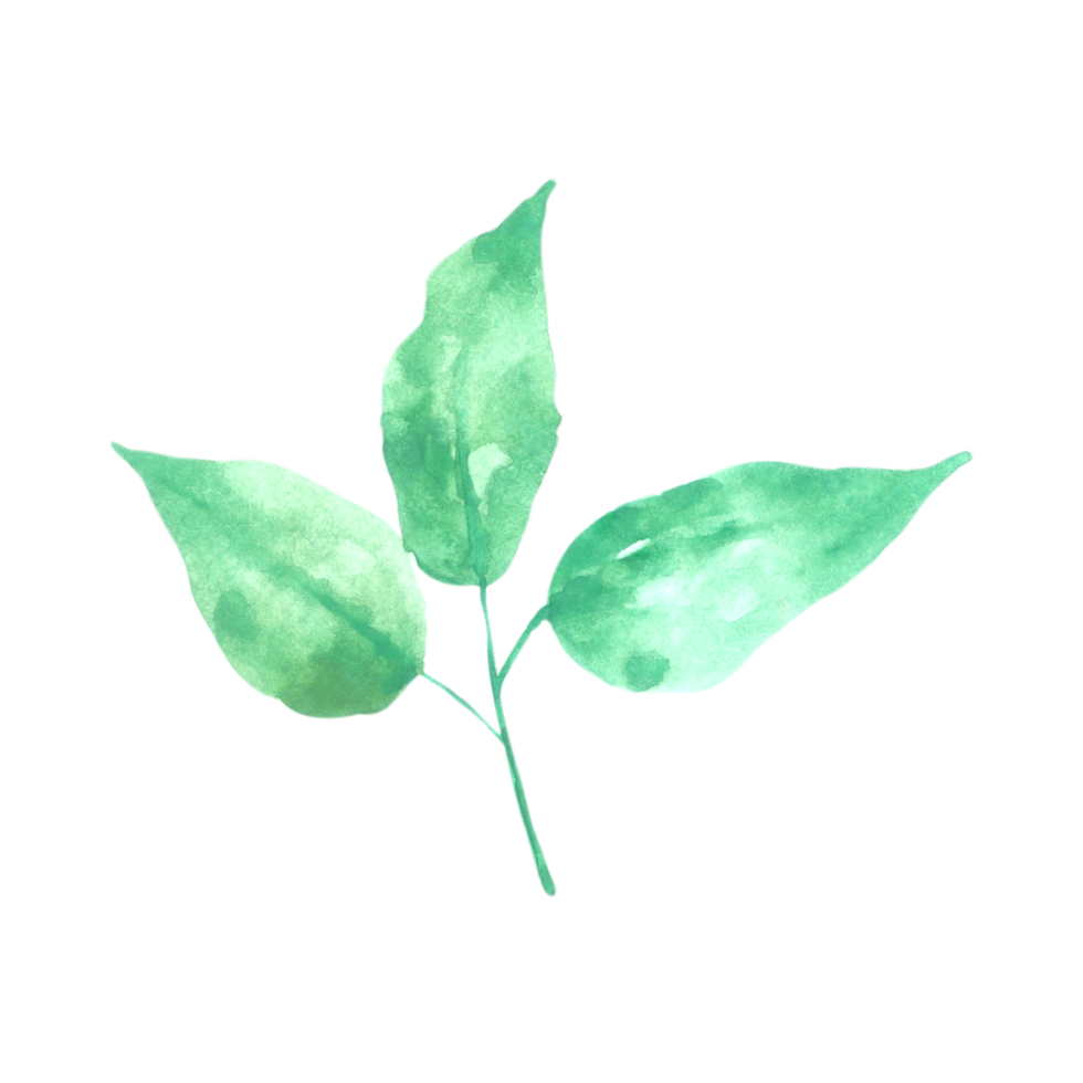 aquarelle élément feuille verte png