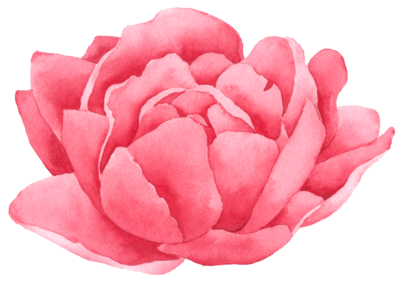 Peony flower watercolor hand paint png