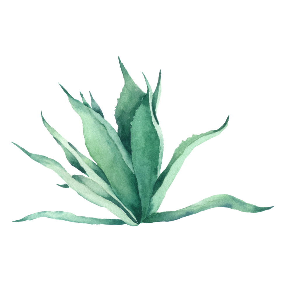 pintura de mano de acuarela de cactus png