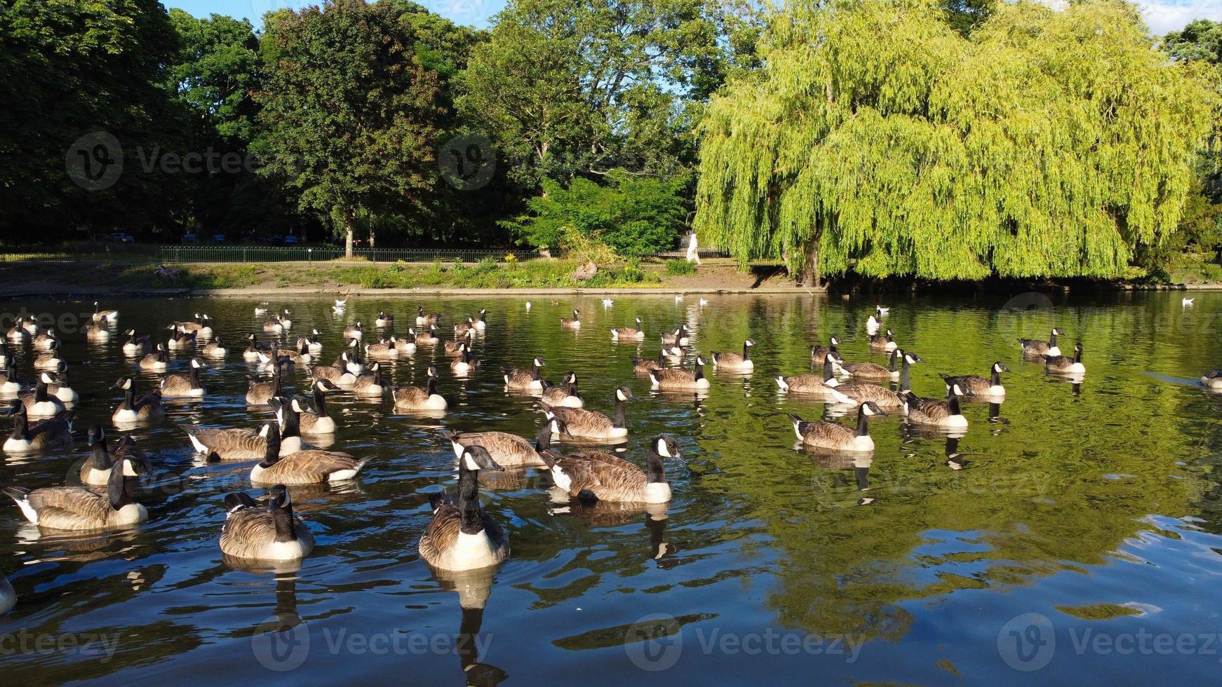 High Angle Drone's Aerial Footage of Lake Water Birds British Geese and Seagulls are Rushing to eat Food at Wardown Park of Luton Town of England UK photo