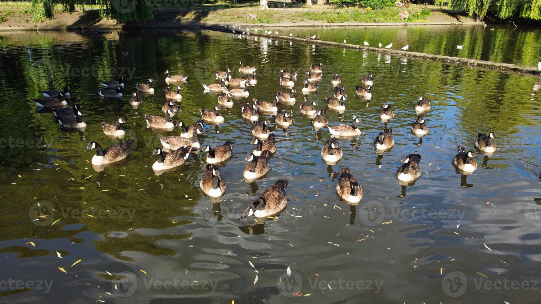 High Angle Drone's Aerial Footage of Lake Water Birds British Geese and Seagulls are Rushing to eat Food at Wardown Park of Luton Town of England UK photo
