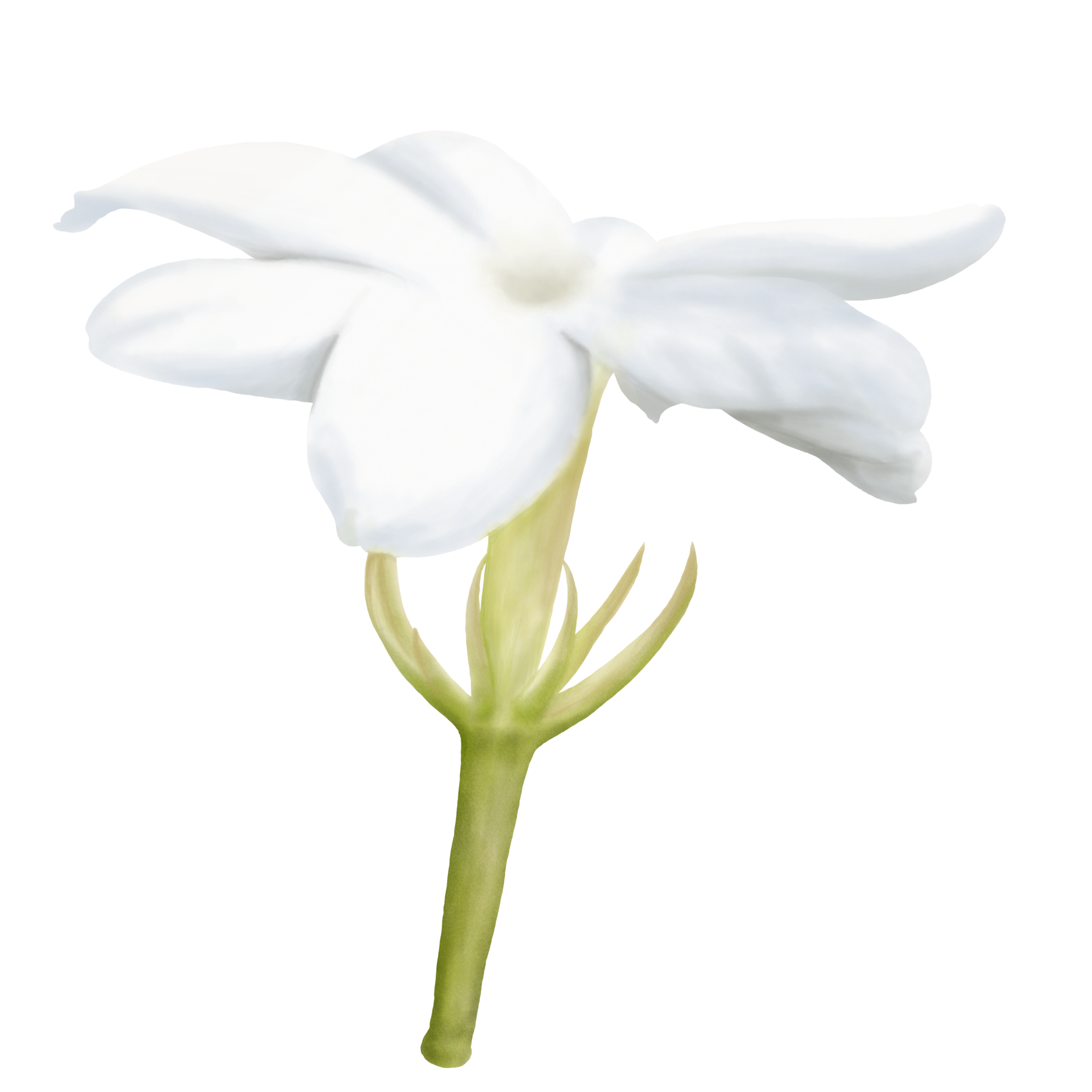 Watercolor of Decorative Jasmine Flower Bloom, Side View 10251094 PNG