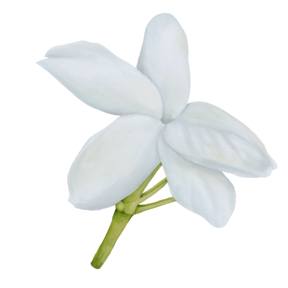 Watercolor of Decorative Jasmine Flower Bloom and Buds, Front View png