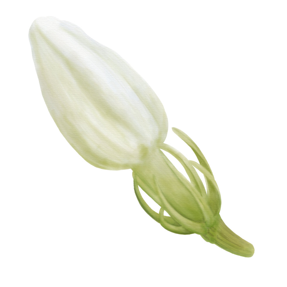 Watercolor of Decorative Jasmine Flower Buds, Front View png