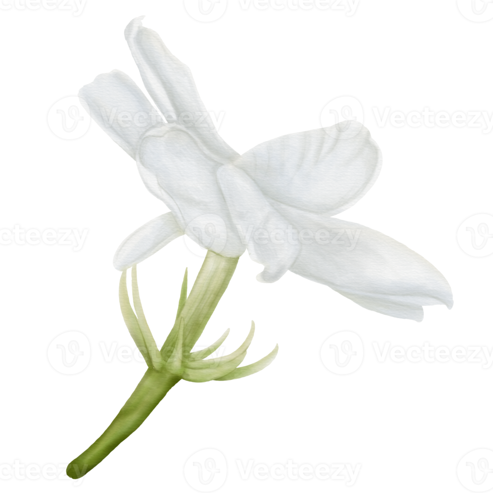 vista laterale della fioritura decorativa del fiore di gelsomino in acquerello png