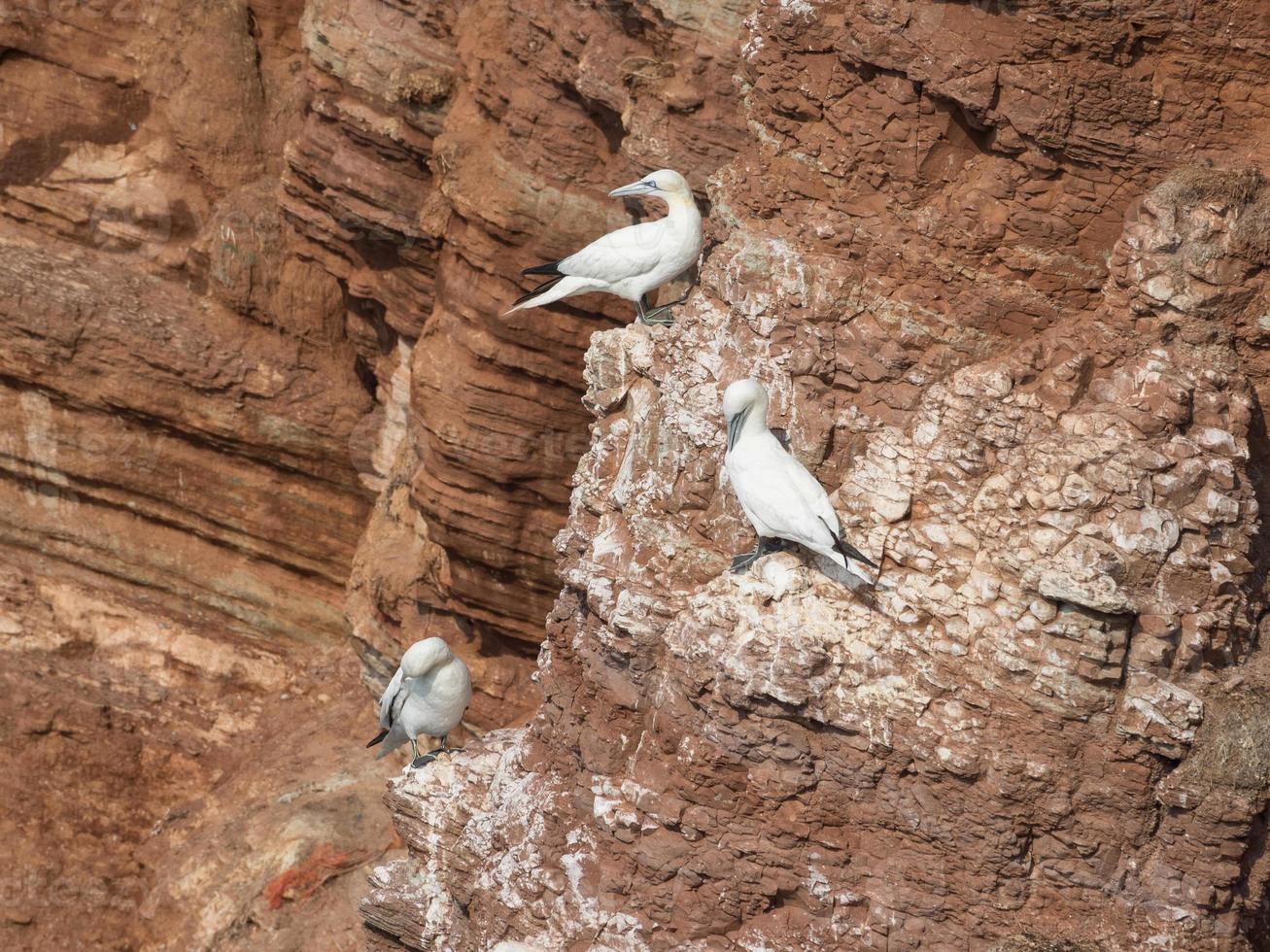 Birds on the island of Helgoland photo