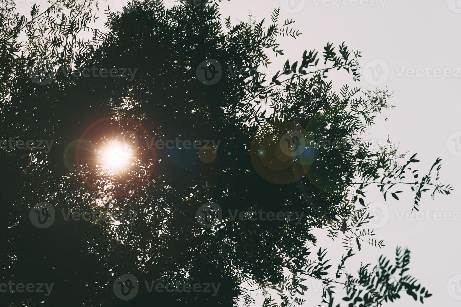 destello de lente solar a través del follaje de hojas verdes en el verano foto