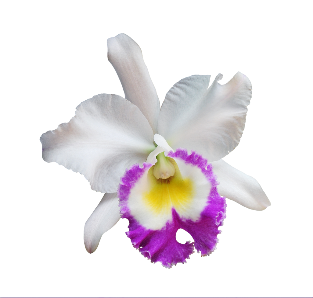 flores de orquídea aisladas en blanco con trazado de recorte png