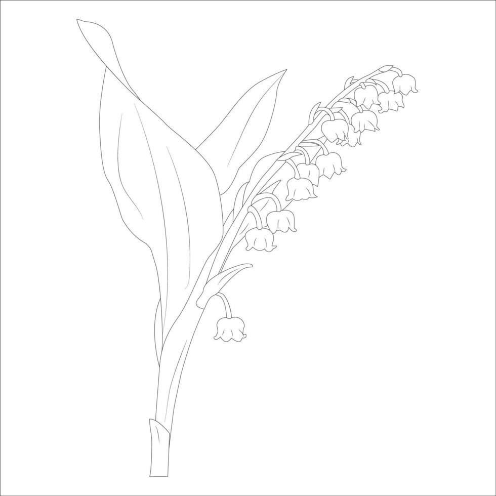 lily of valley line art vector flower of isolated at white background, illustration drawing