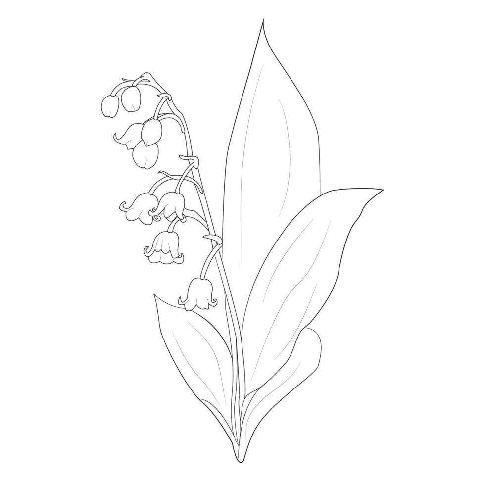 lily of valley line art vector flower of isolated at white background, illustration drawing