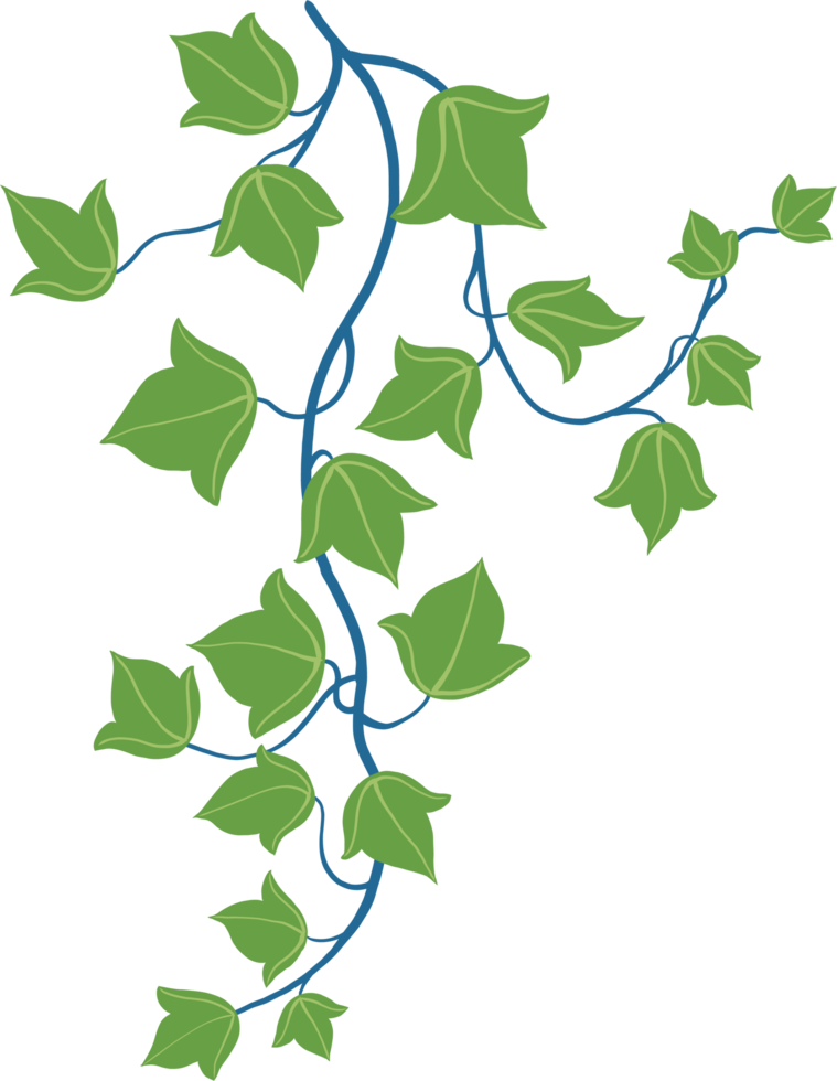 Simplicity ivy freehand drawing flat design. png