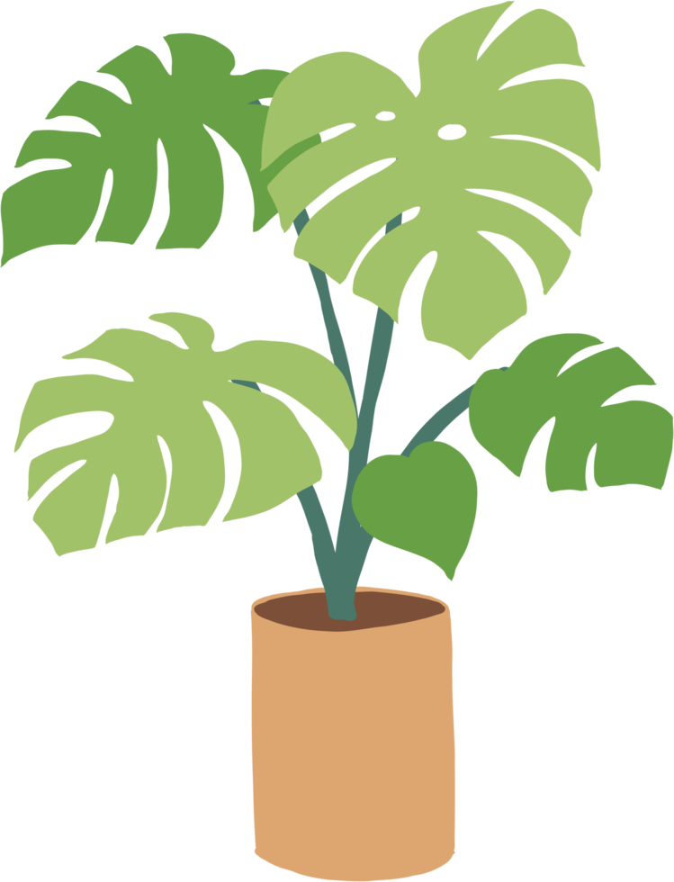 Simplicity monstera plant freehand drawing flat design. png