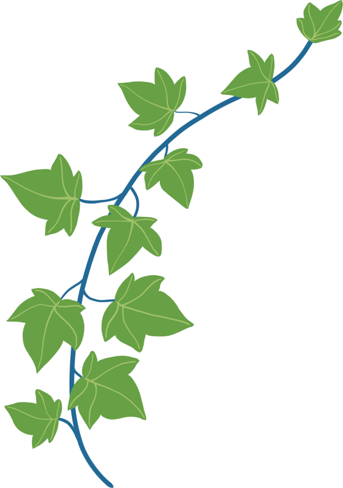 Simplicity ivy freehand drawing flat design. png