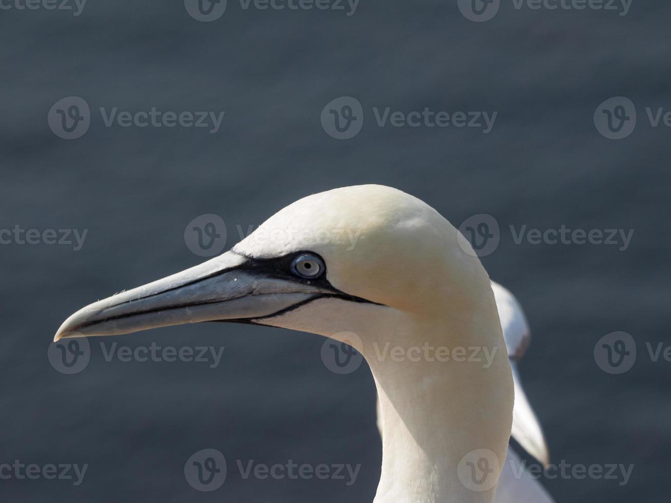 Birds on the island of Helgoland photo