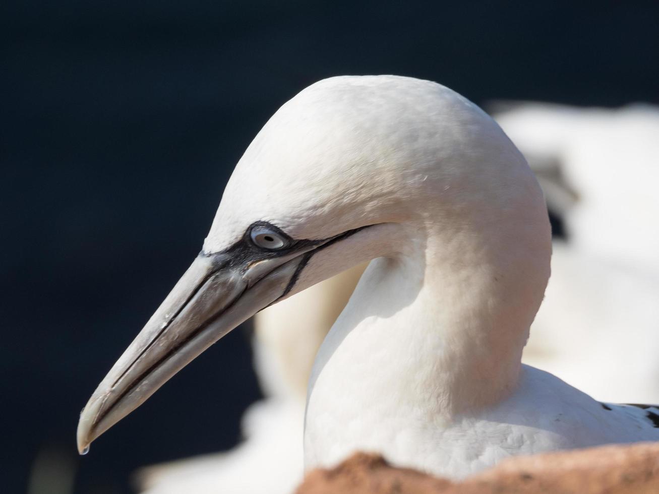 birds on helgoland island photo
