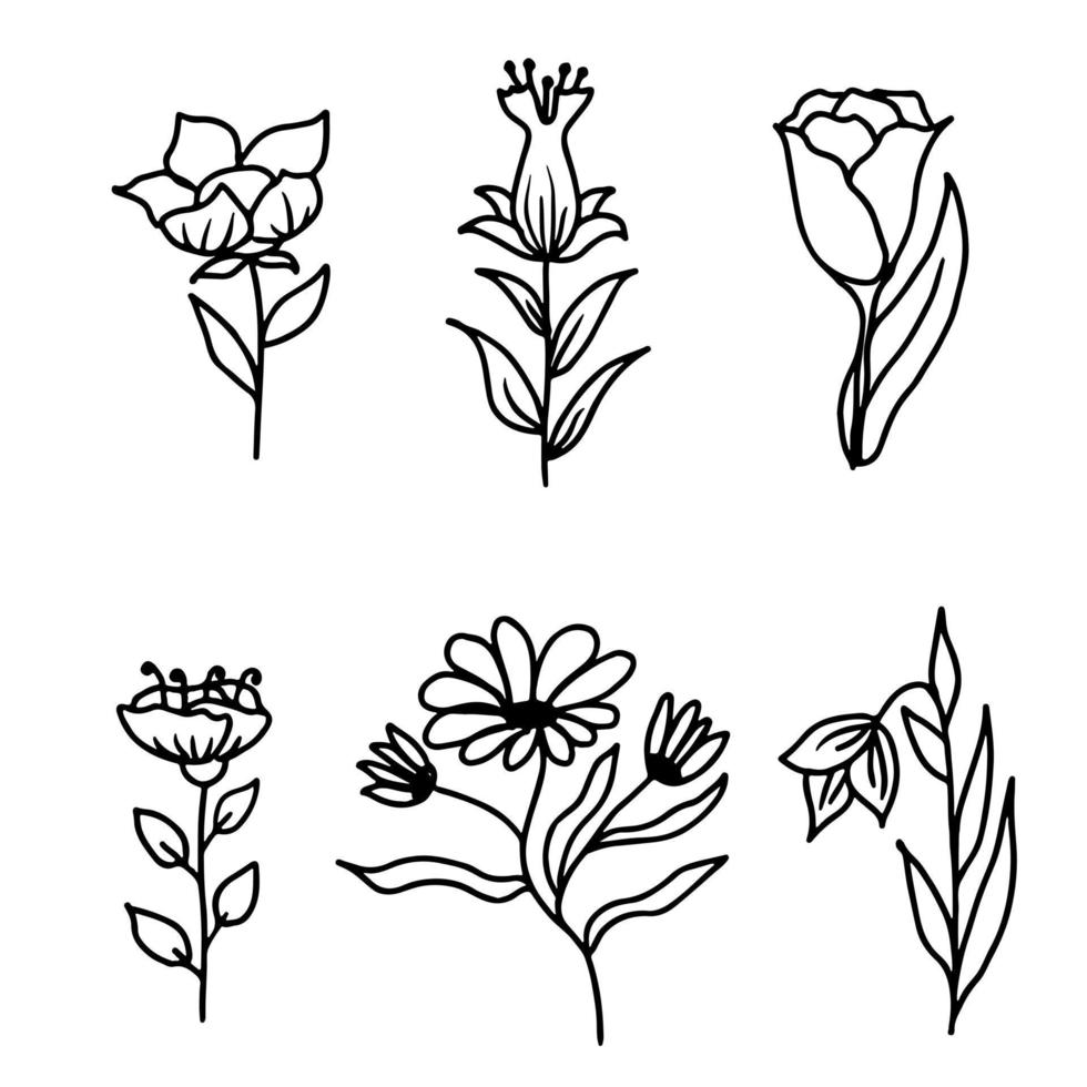 Botanical flowers set, line style hand drawn floral elements for design projects. Vector illustration.