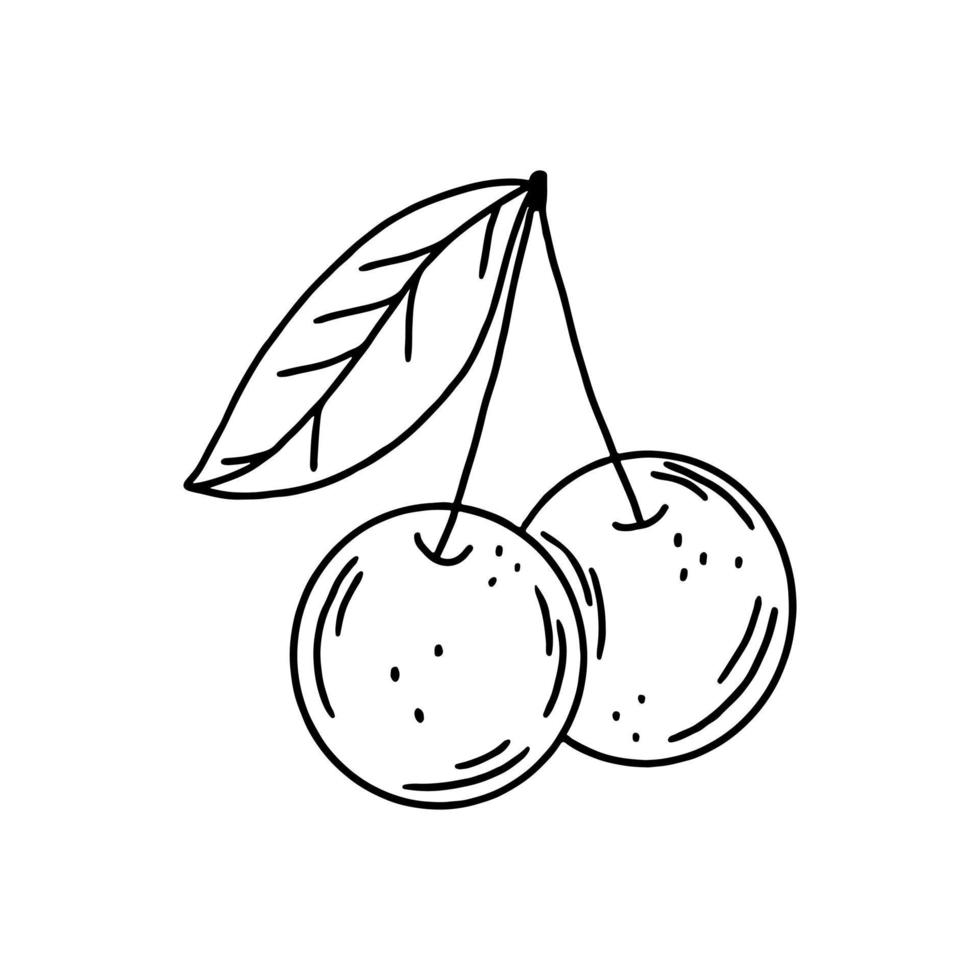 Cherry or sweet cherry drawing in doodle style. Cherry outline without