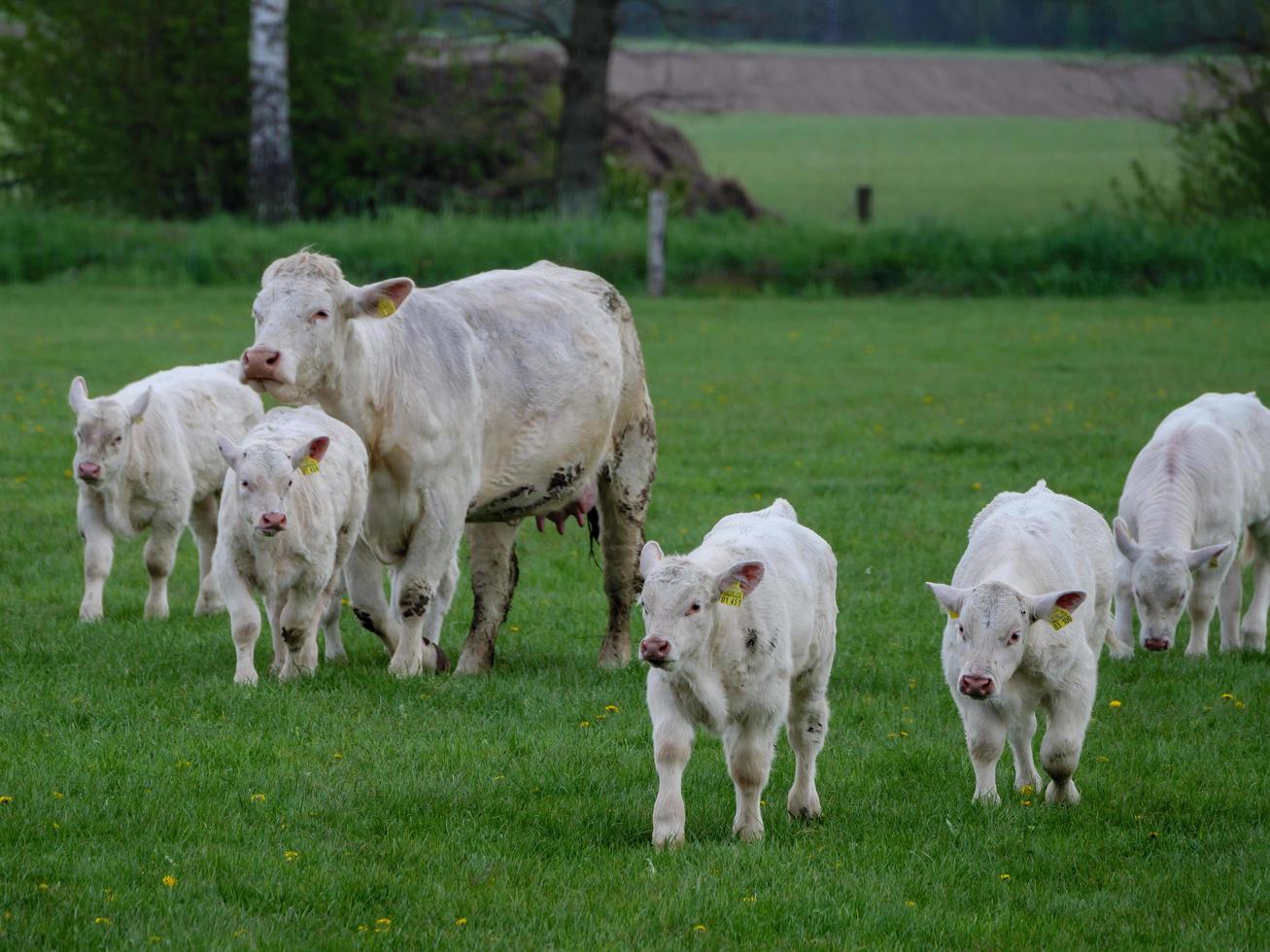 white cows in westphalia photo