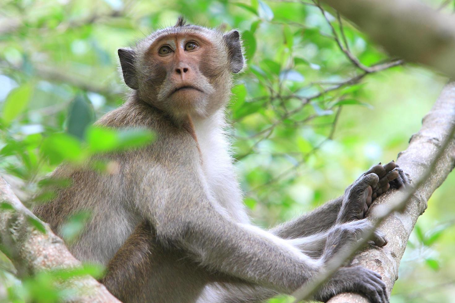 Crab-eating macaque's looking through a camera photo