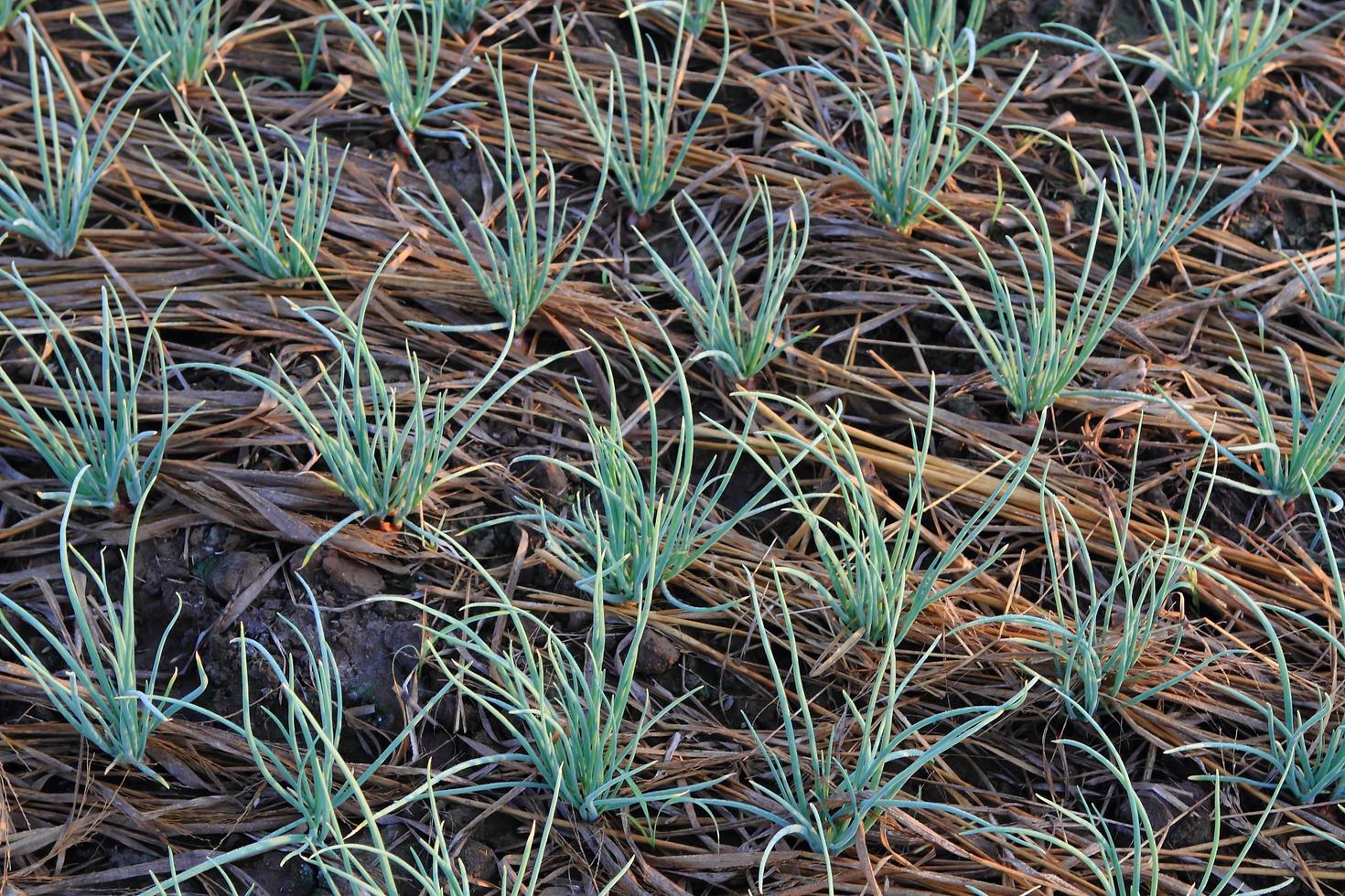 Green onion field in Northern of Thailand photo