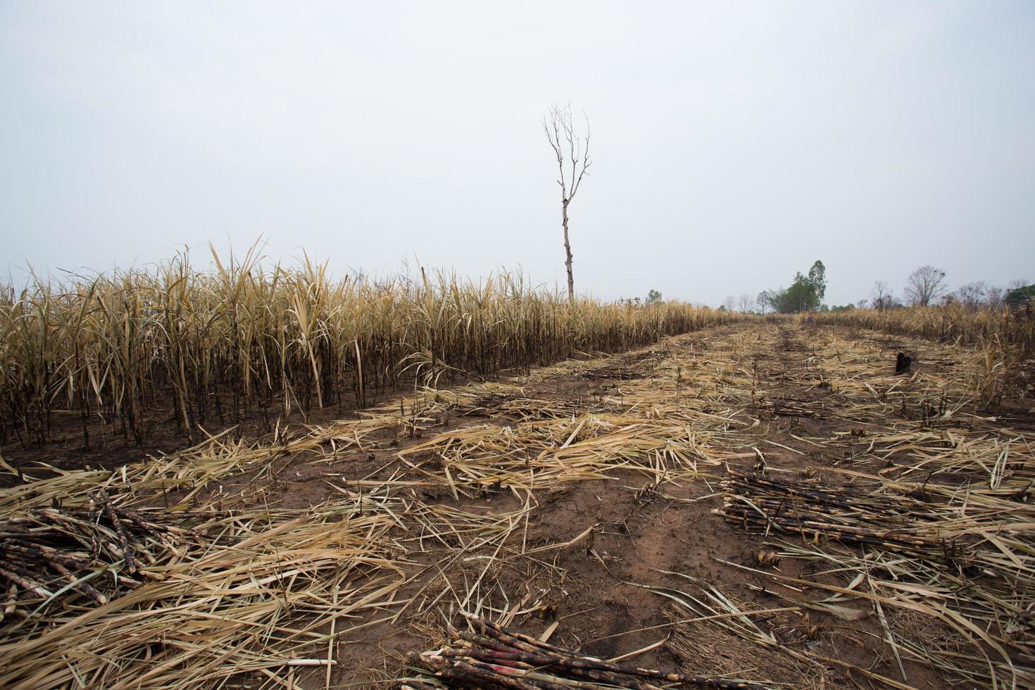 Sugarcane field fired photo