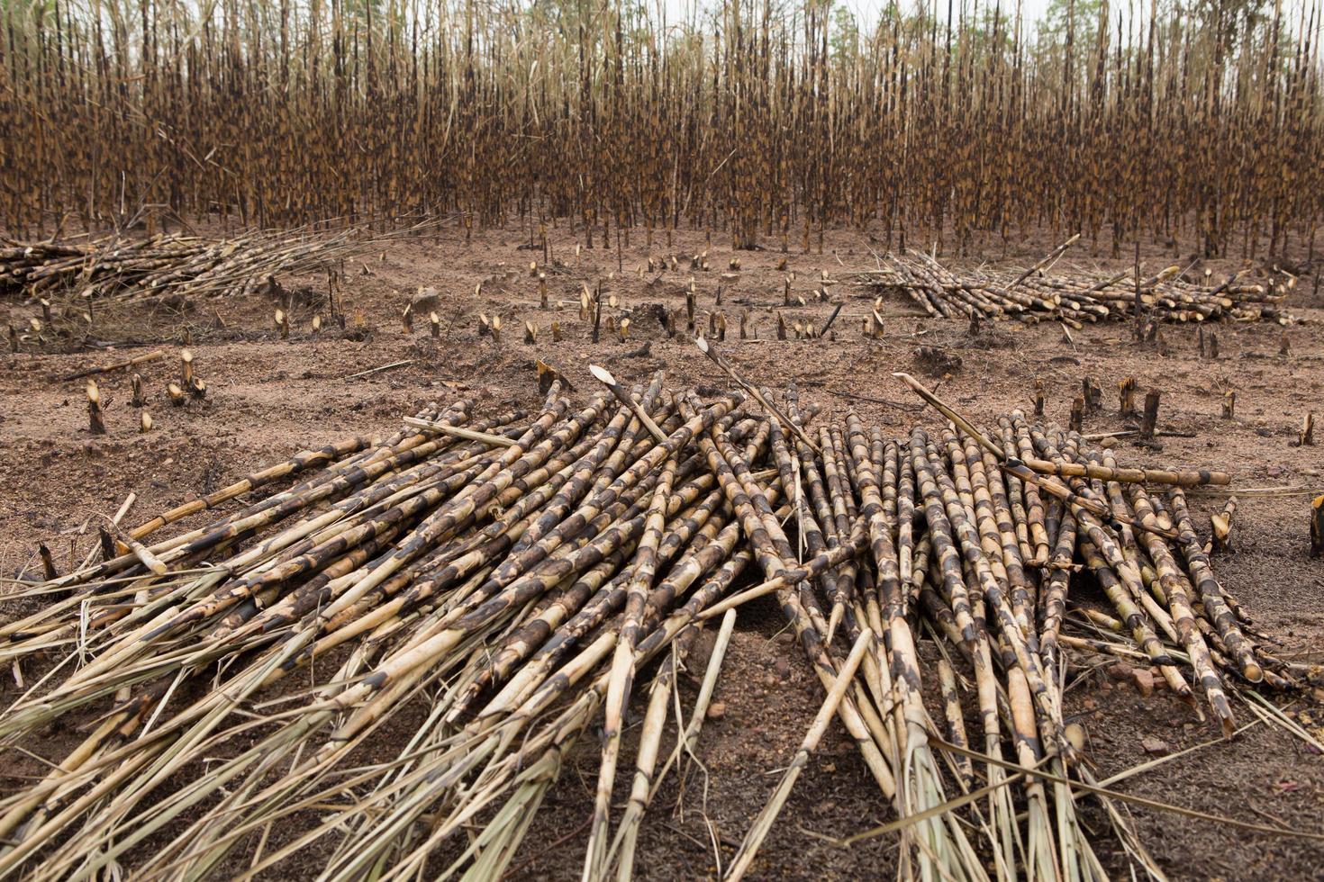 Sugarcane field fired photo