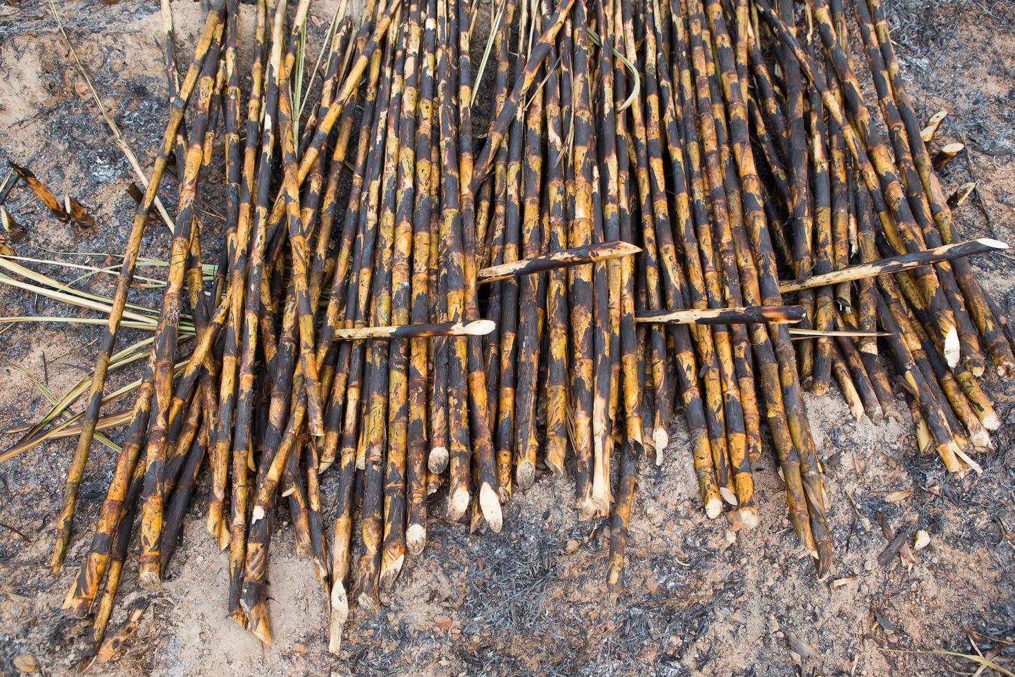 Sugarcane field fired photo