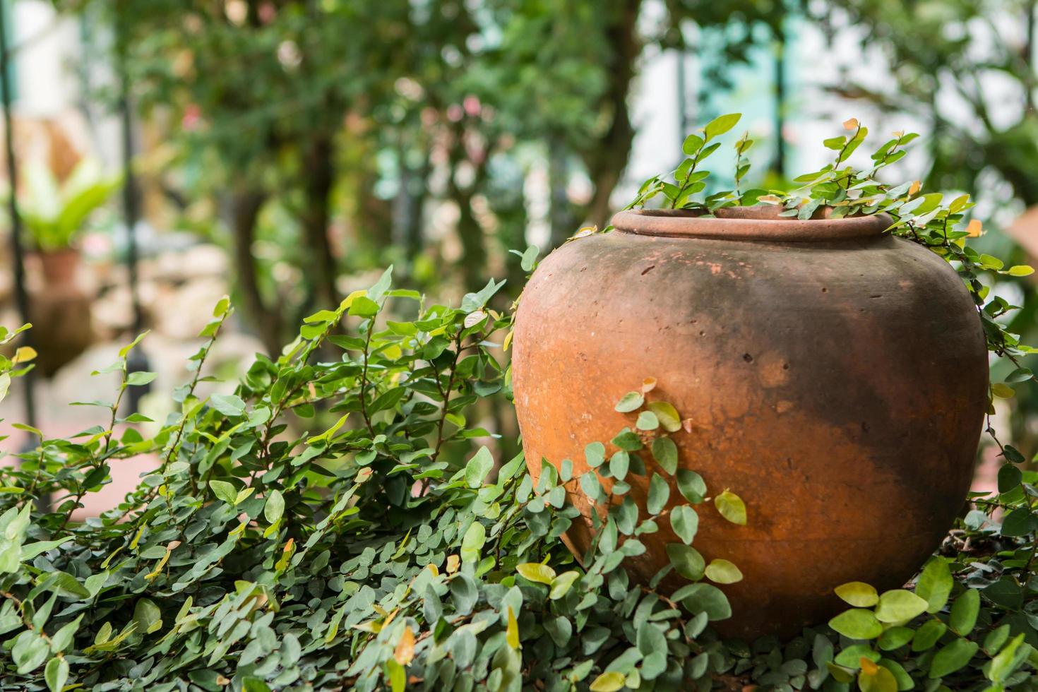 pot or planter with plants photo