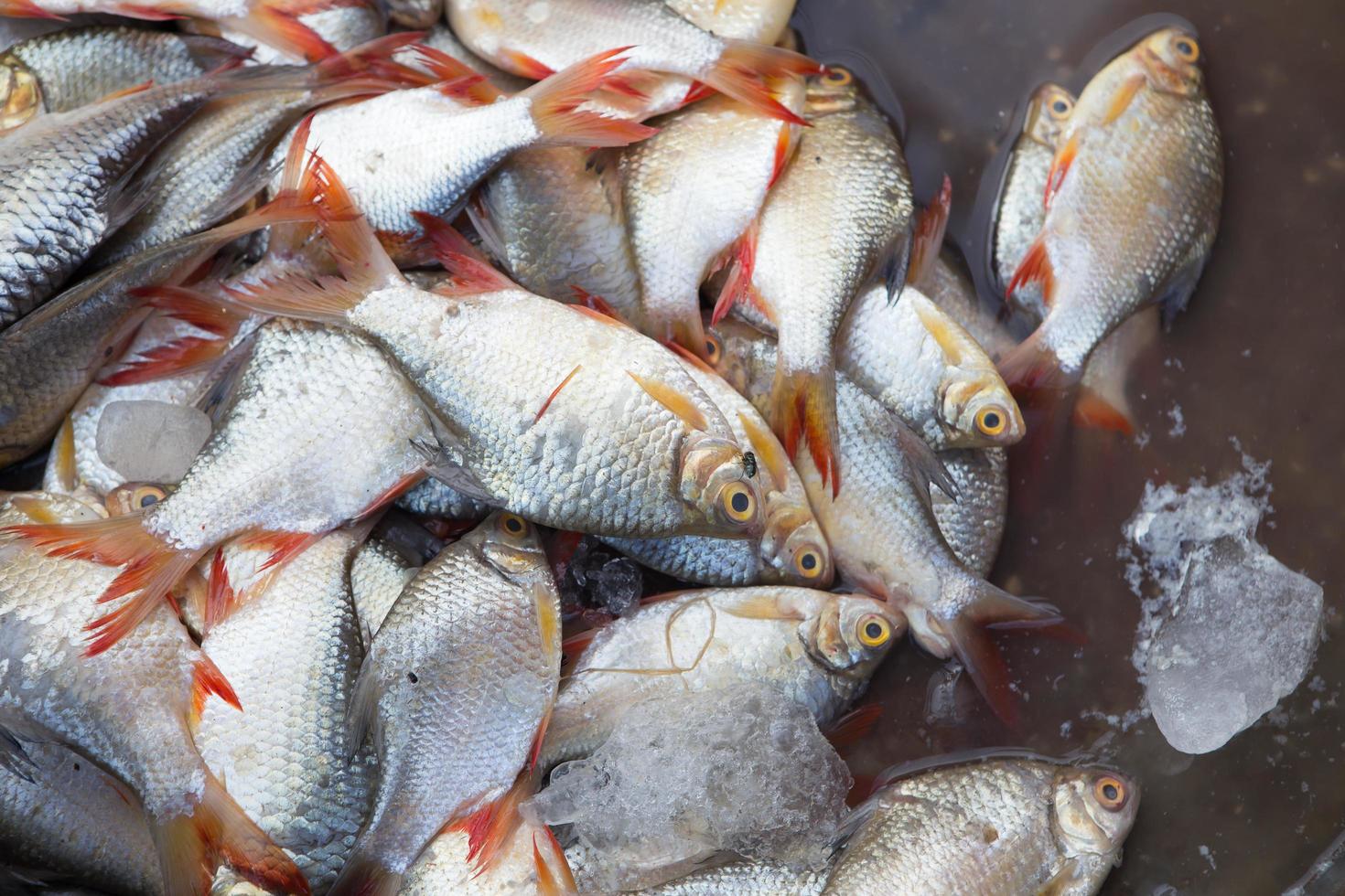 fresh seafood on the market in Thailand photo