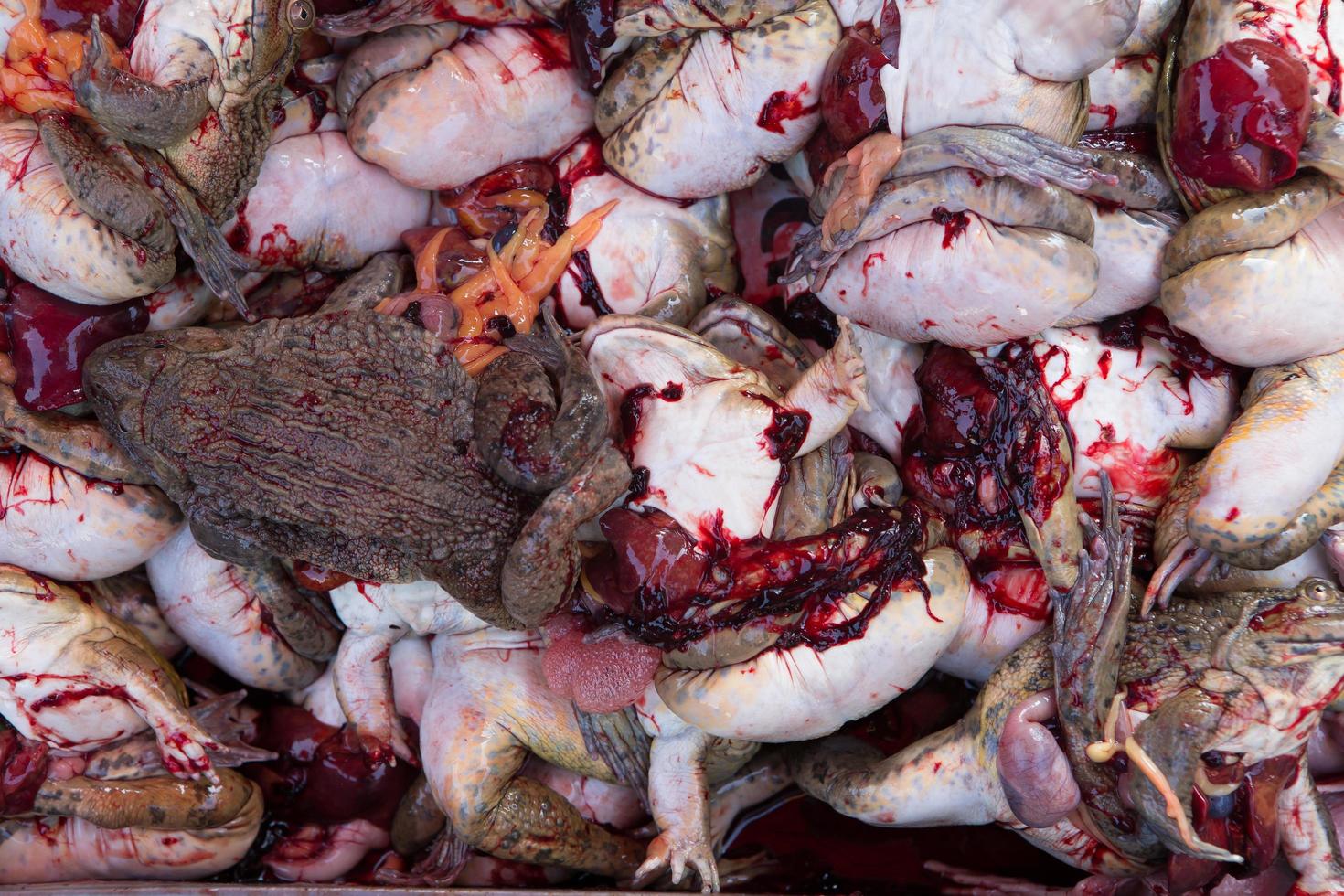 frogs for sale at thailand food market photo