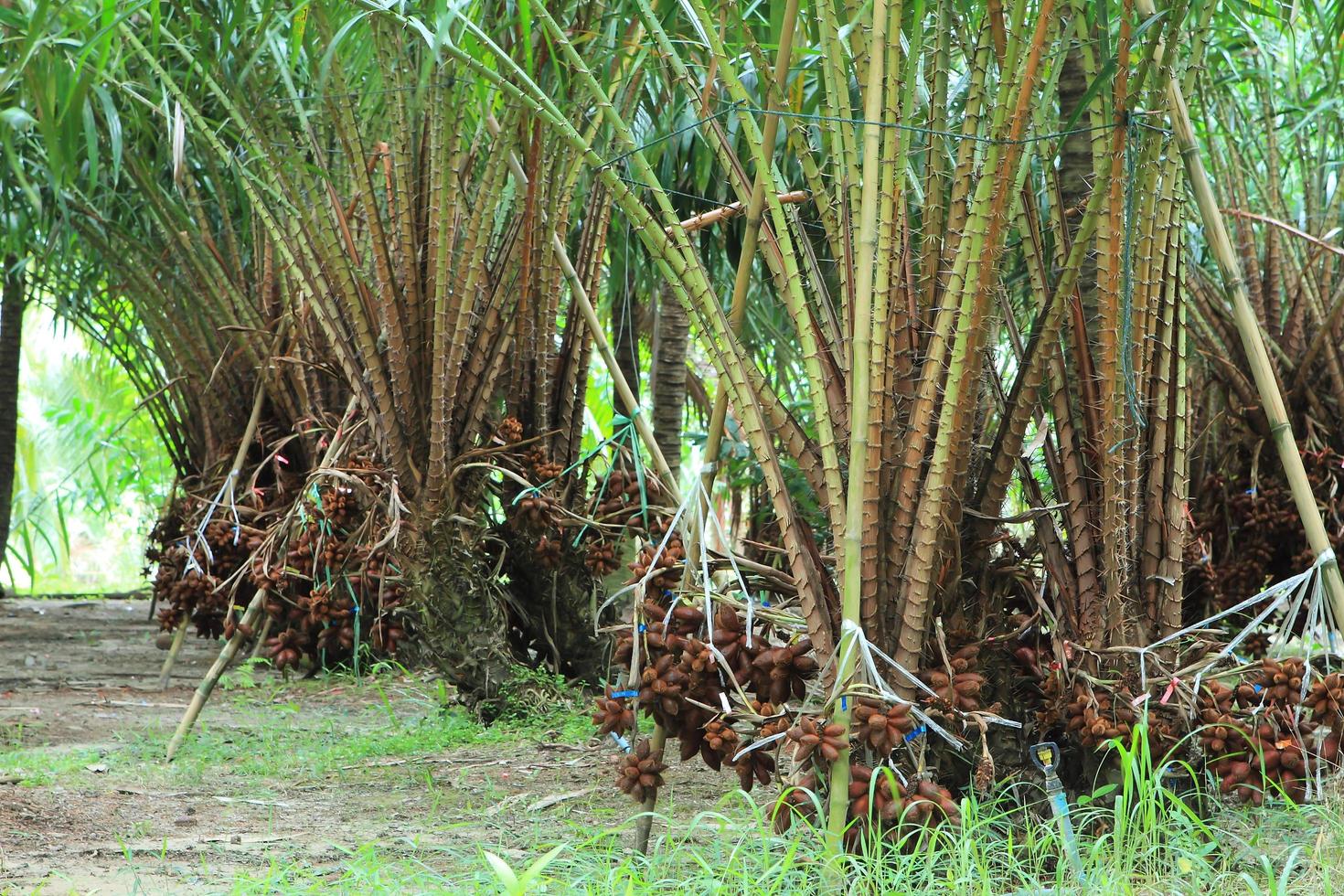 Zalacca, Traditional seasonal Sweet fruit flavors of Thailand photo