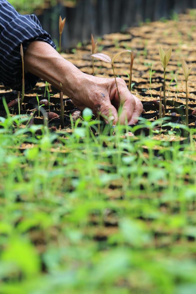 female hands hold a young seedling photo