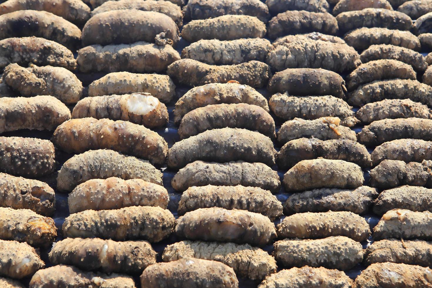 Drying Sea Cucumber Outdoor photo