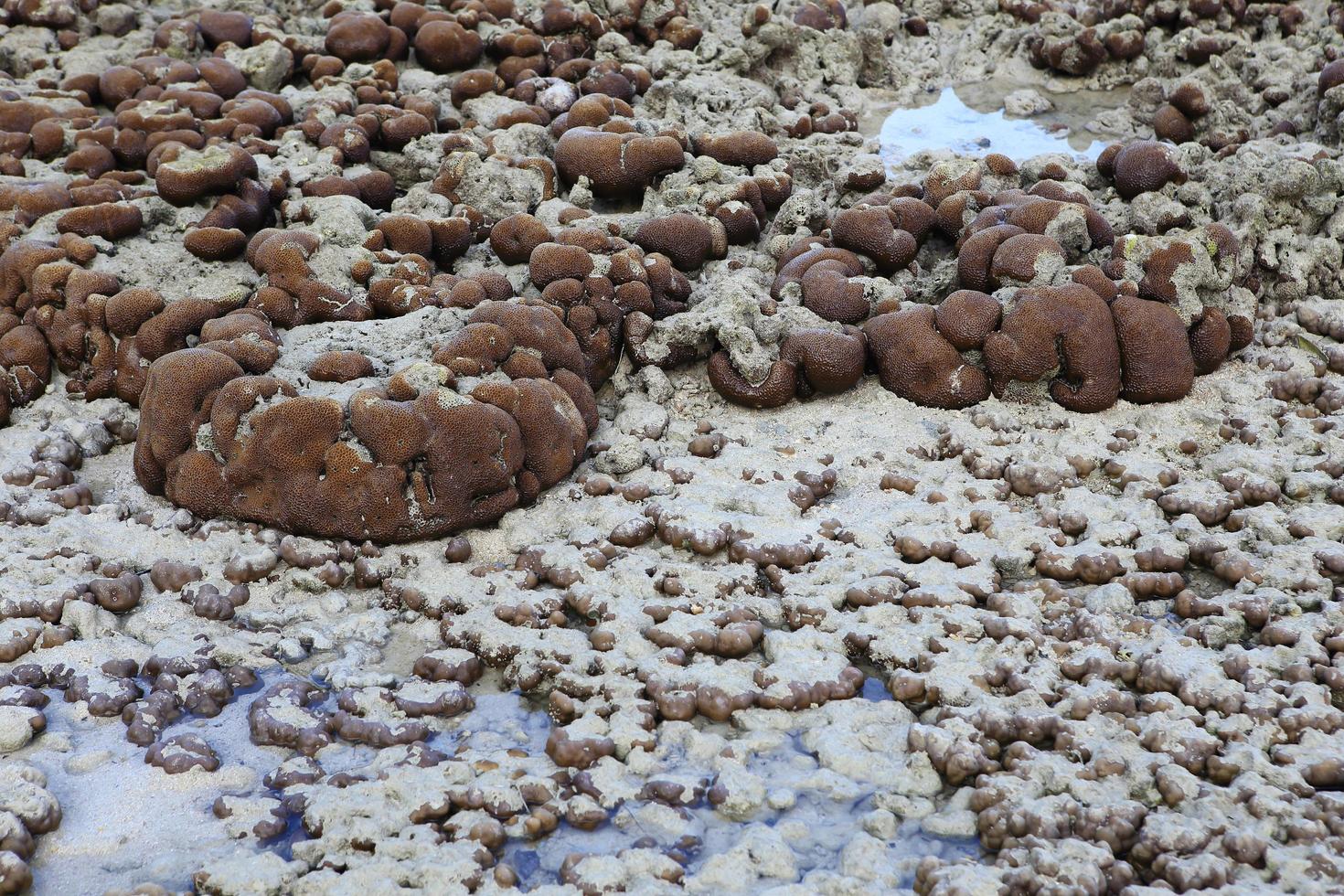 Corals in shallow waters during low tide photo