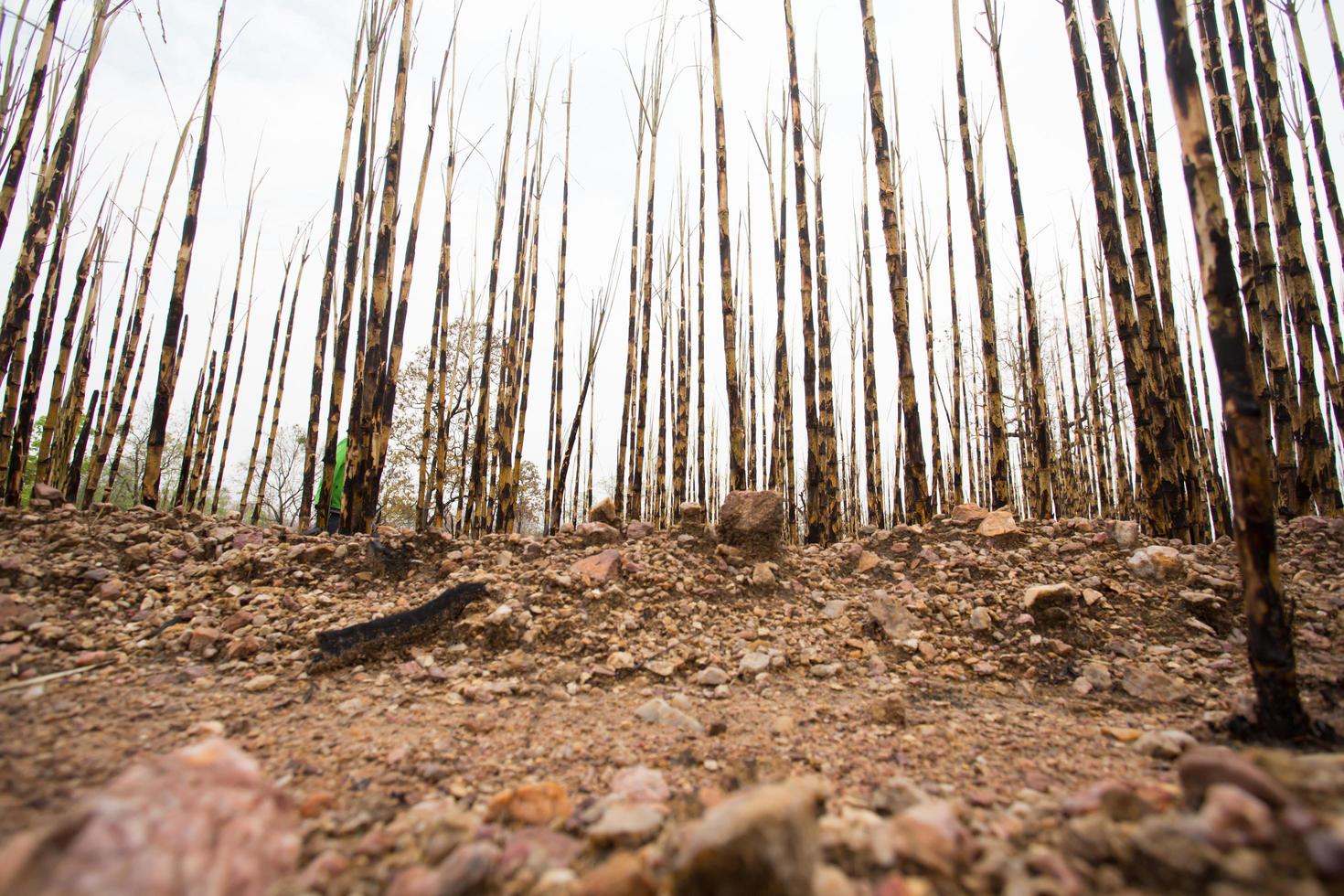 Sugarcane field fired photo