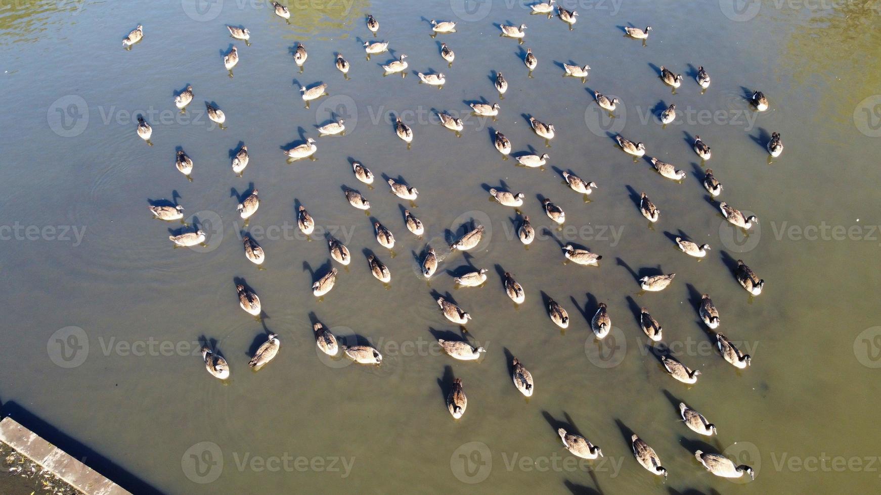 High Angle Drone's Aerial Footage of Lake Water Birds British Geese and Seagulls are Rushing to eat Food at Wardown Park of Luton Town of England UK photo