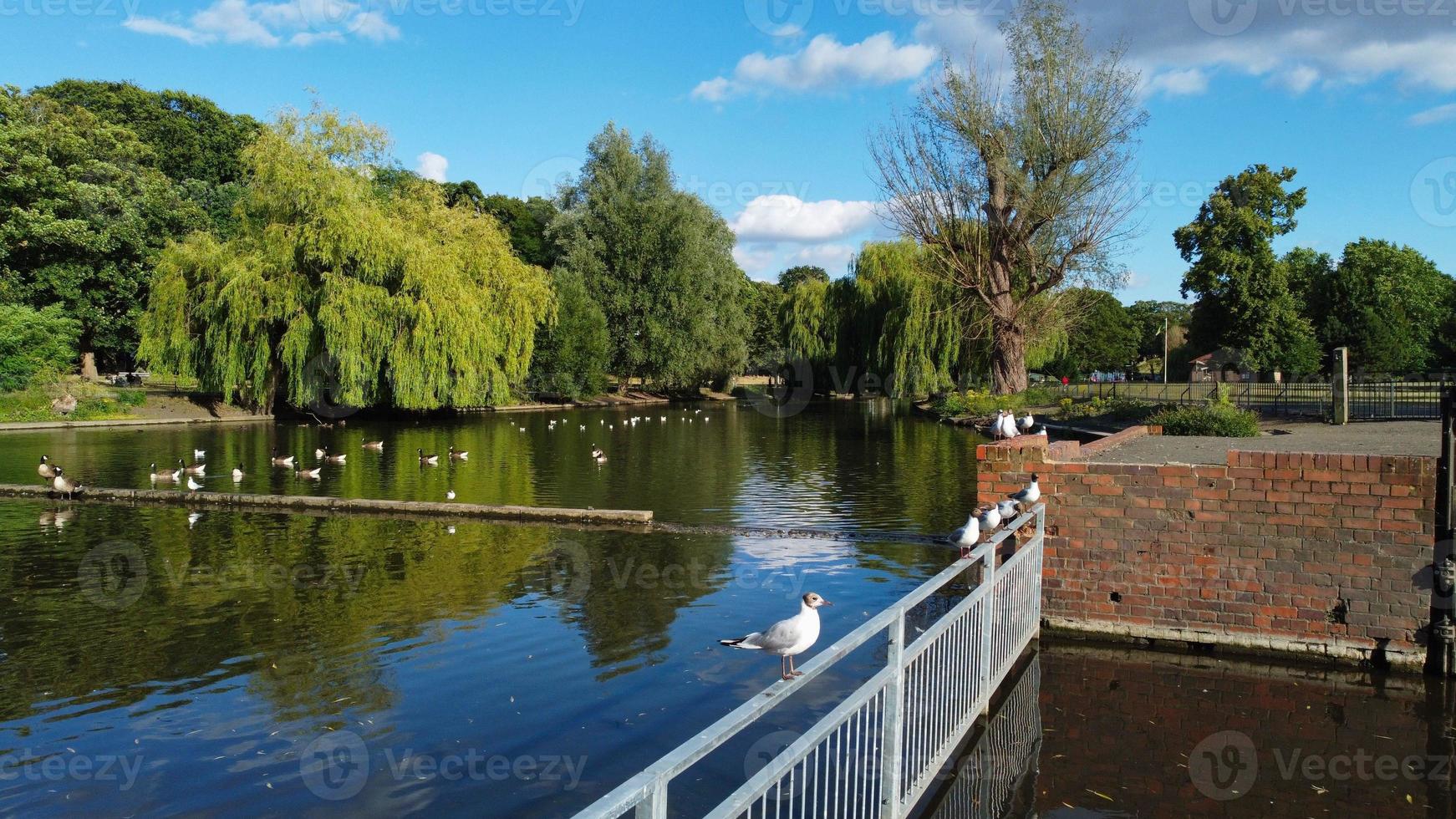 High Angle Drone's Aerial Footage of Lake Water Birds British Geese and Seagulls are Rushing to eat Food at Wardown Park of Luton Town of England UK photo