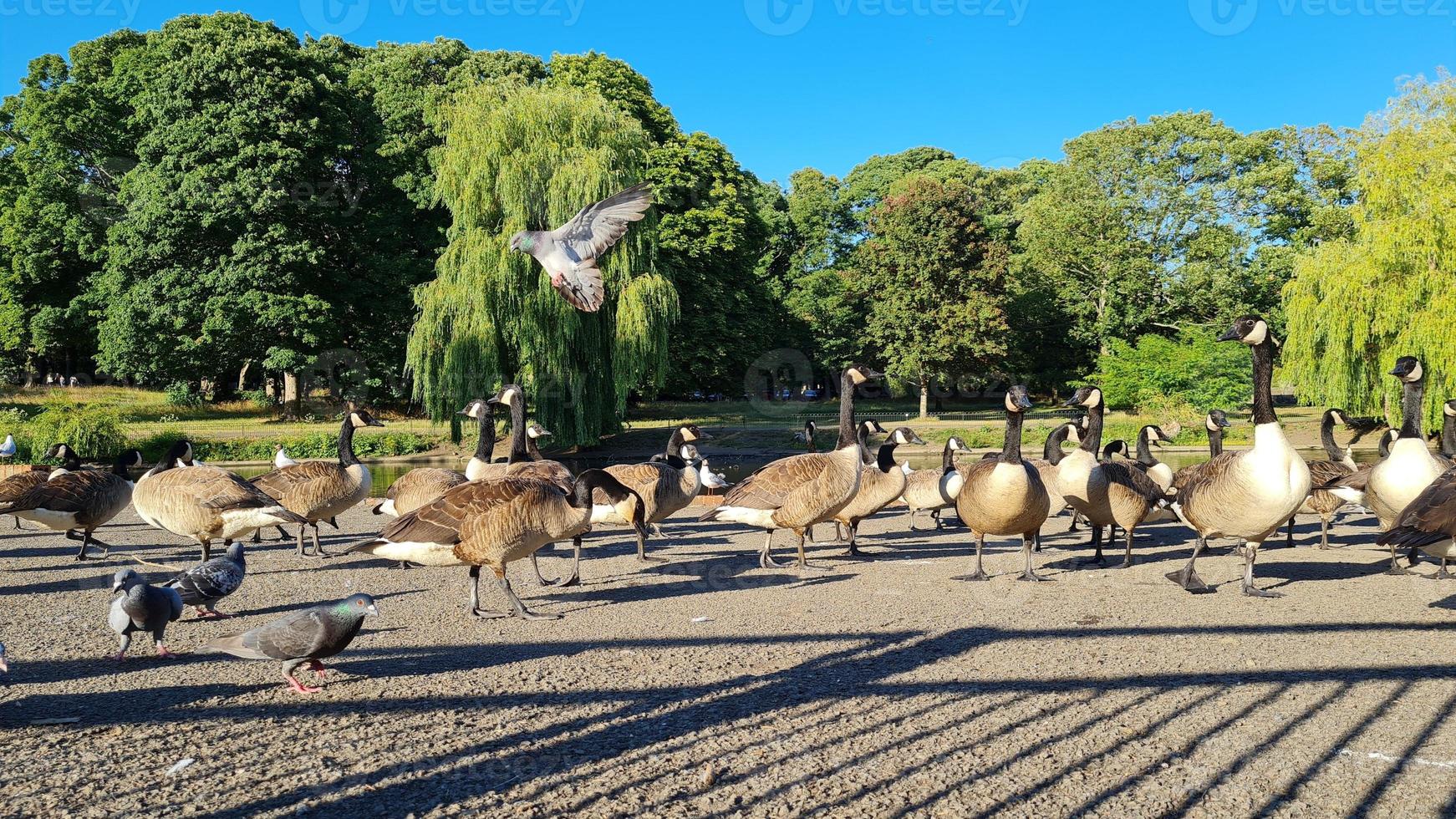 Beautiful Local Public Park at Luton Town of England UK photo