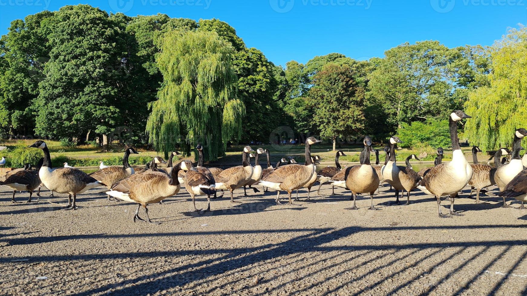 hermoso parque público local en la ciudad de luton de Inglaterra foto