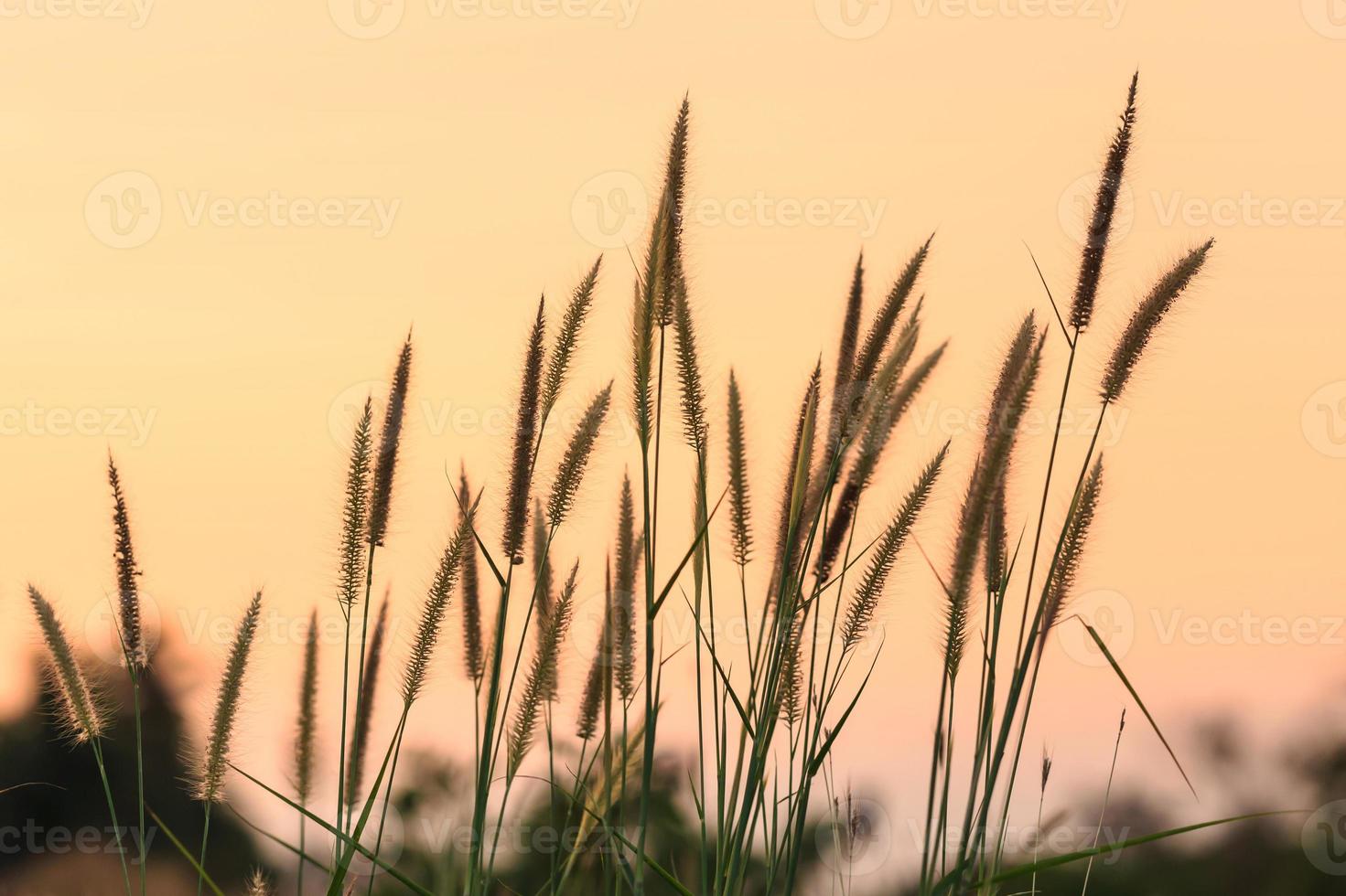 flores de hierba de fuente peluda al atardecer foto