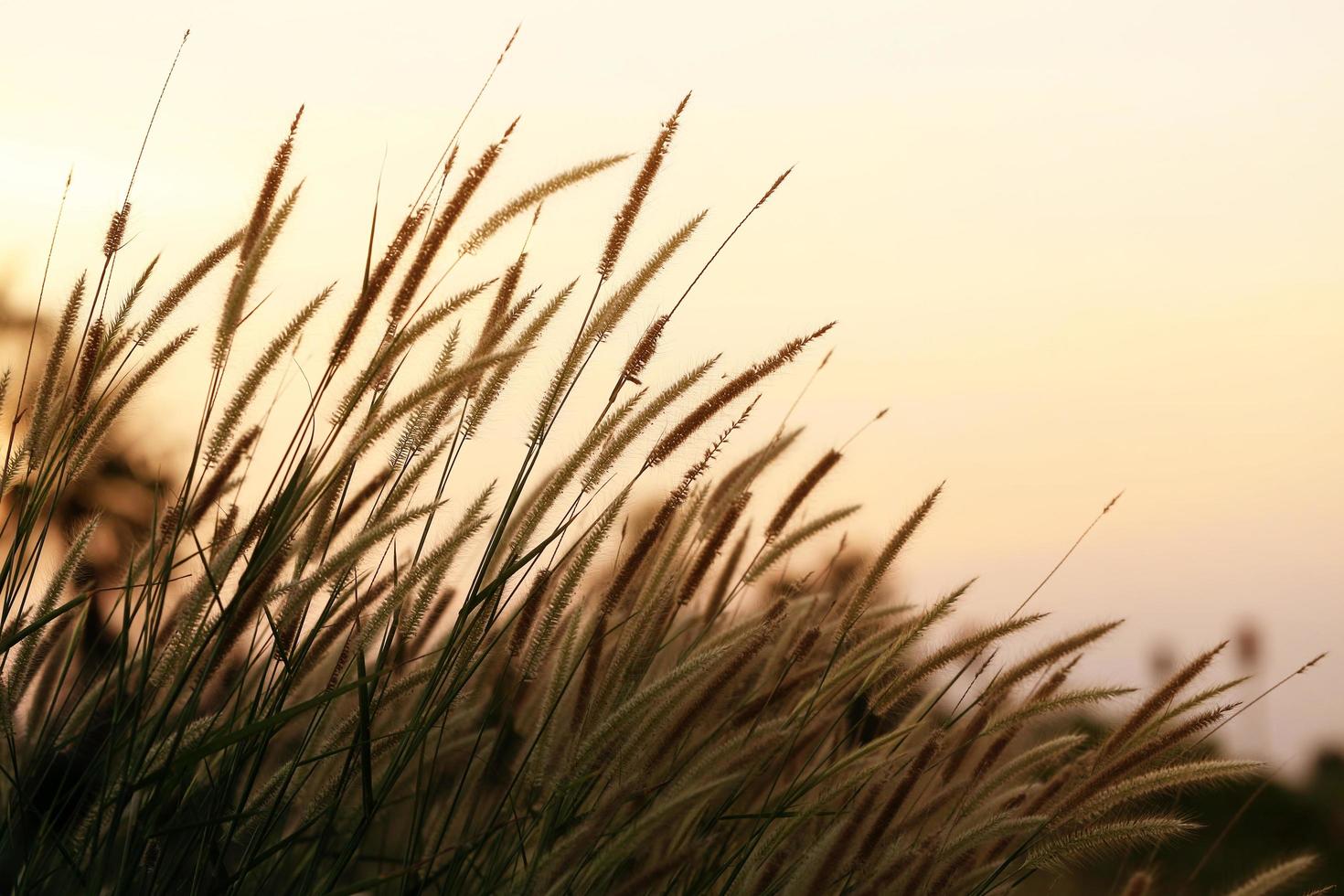 hairy fountain grass flowers in sunset photo