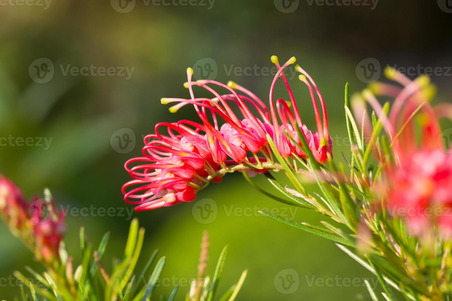 Red spider flower or Grevillea punicea flower photo