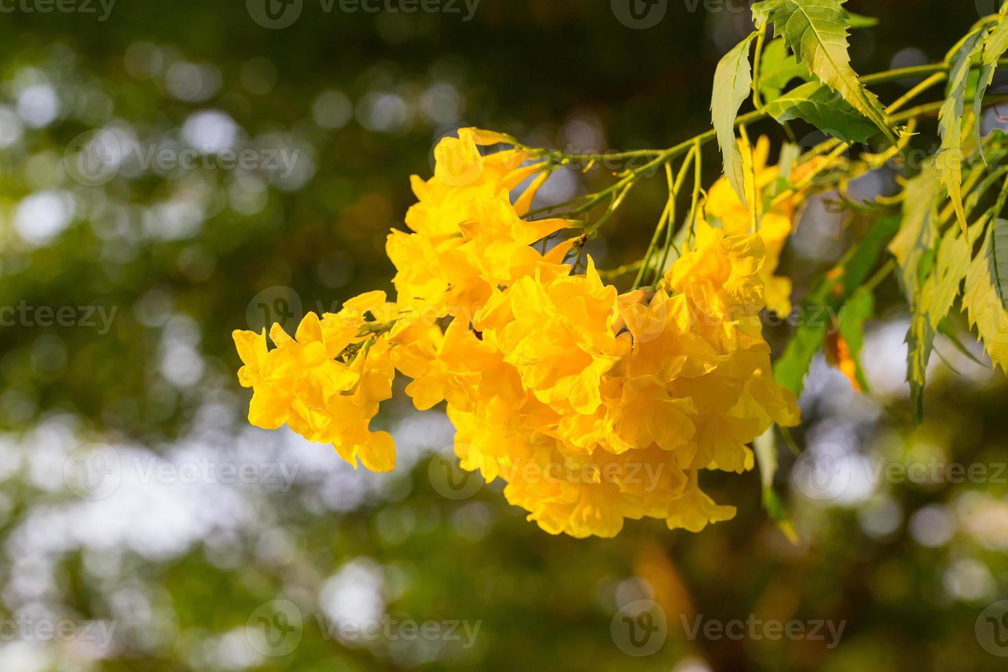 Tecoma stans or Yellow Trumpetbush photo