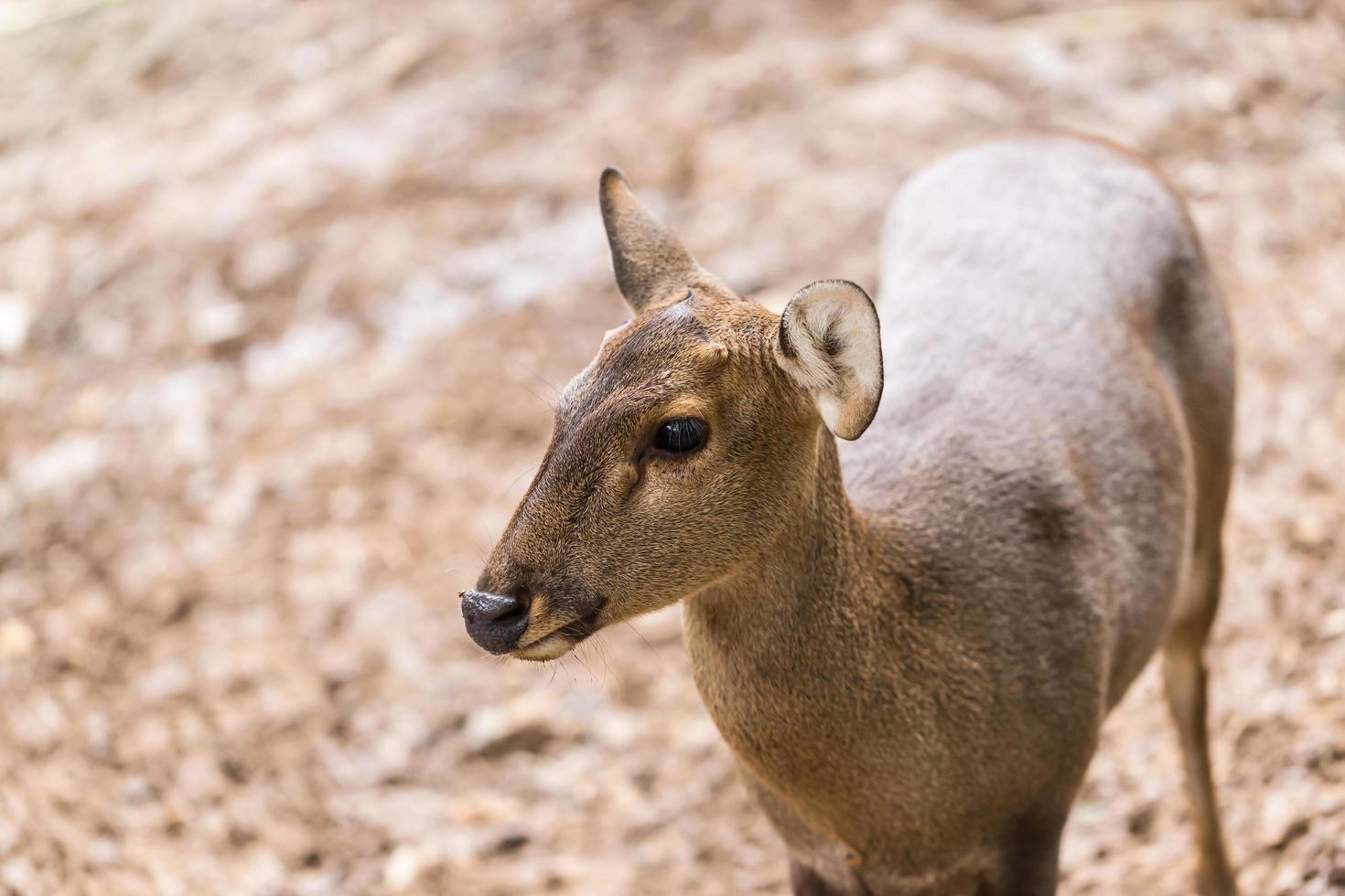 Indian hog deer in head close up shot photo