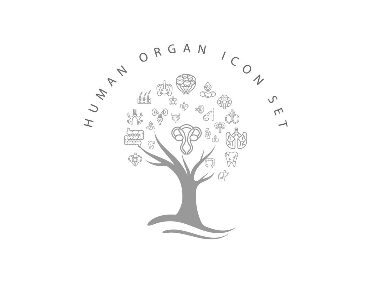 conjunto de iconos de órganos humanos sobre fondo blanco vector