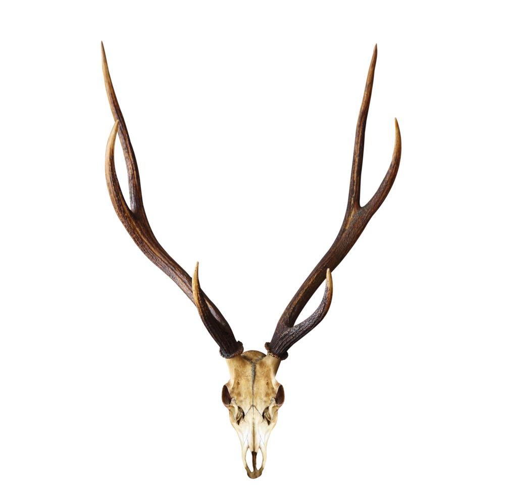 Schädel aus Hirschkopf mit langem Horngeweih isoliert auf transparentem Hintergrund für Designzwecke png