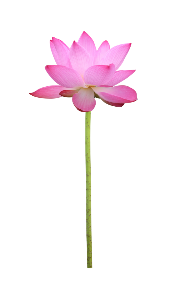 roze lotusbloem in volle bloei geïsoleerd op transparante achtergrond voor ontwerp gebruiksdoeleinden png
